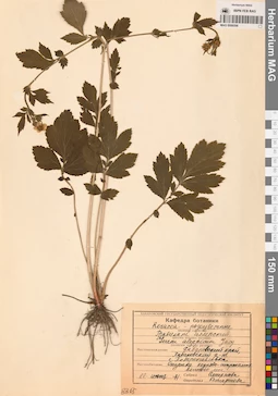 MAG 0006598