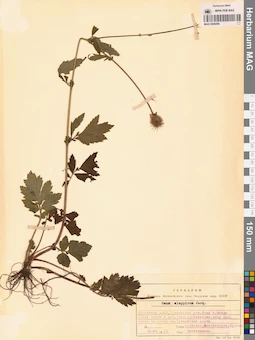 MAG 0006599