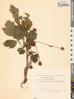 MAG 0006600