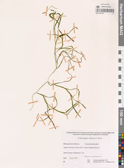 MAG 0021526