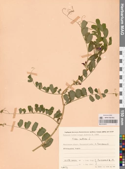 MAG 0010872