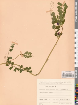 MAG 0010873