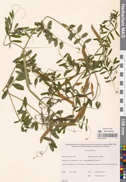 MAG 0010874
