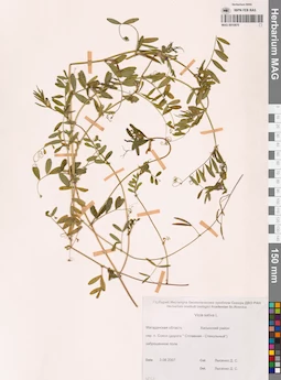 MAG 0010875