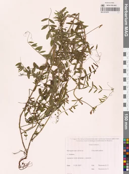 MAG 0010876