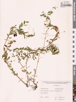 MAG 0010877
