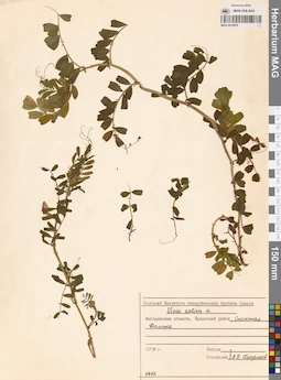 MAG 0010879