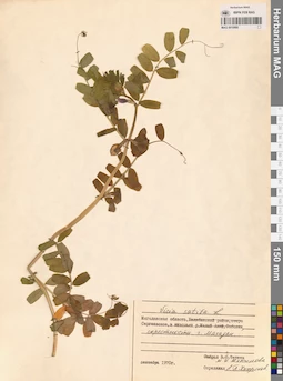 MAG 0010880