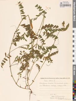 MAG 0010882