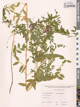 MAG 0010884