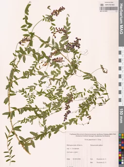 MAG 0010885