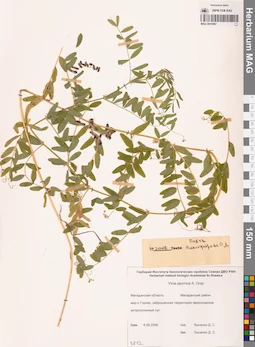 MAG 0010887