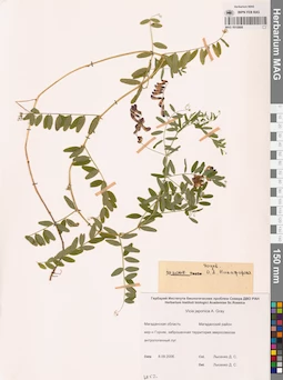 MAG 0010888