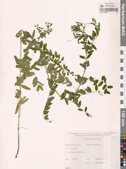 MAG 0010889