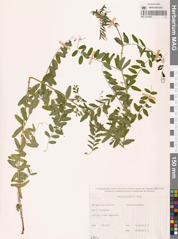 MAG 0010890