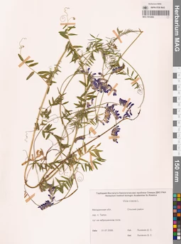 MAG 0010892