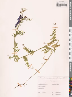 MAG 0010896