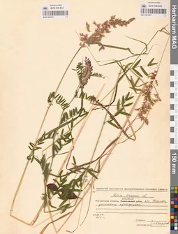 MAG 0010901