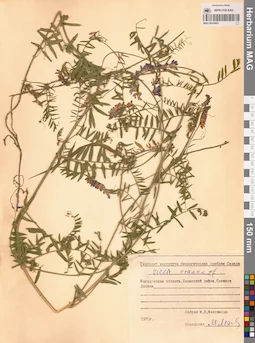 MAG 0010903