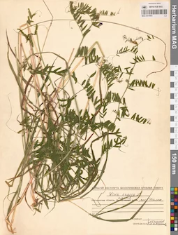 MAG 0010905