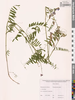 MAG 0010908