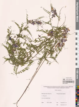 MAG 0010909