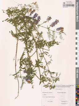 MAG 0010910