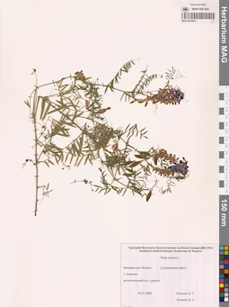 MAG 0010914