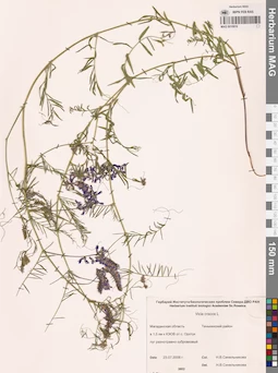 MAG 0010916