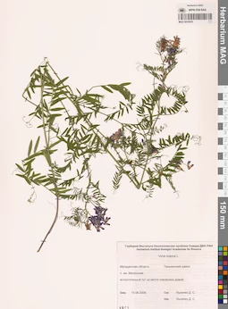 MAG 0010918