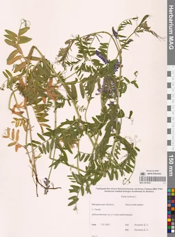 MAG 0010922