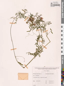 MAG 0010923