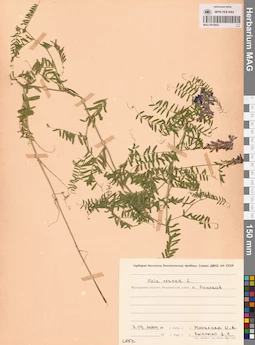 MAG 0010925