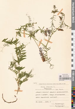 MAG 0010926