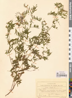MAG 0010927