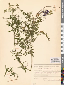 MAG 0010928