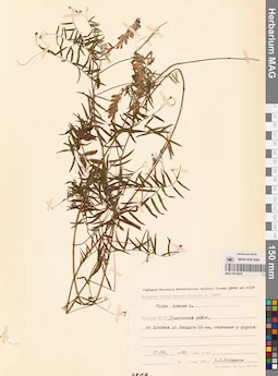 MAG 0010929