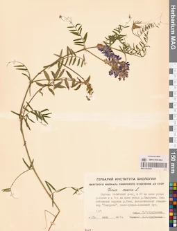 MAG 0010930