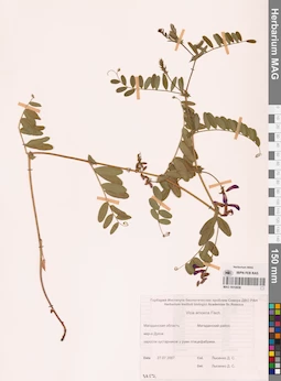 MAG 0010936