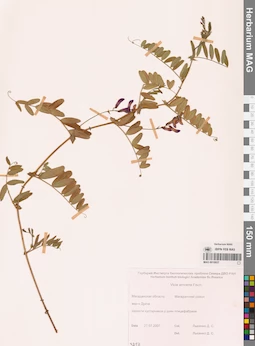 MAG 0010937