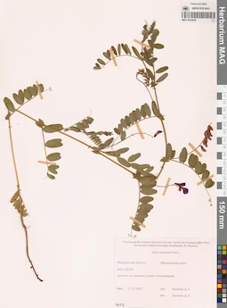 MAG 0010938