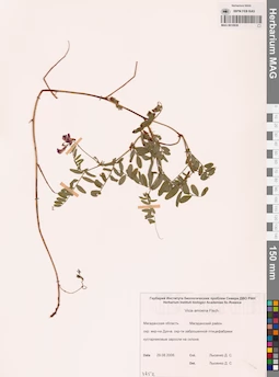 MAG 0010939