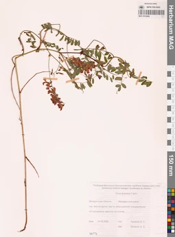 MAG 0010940