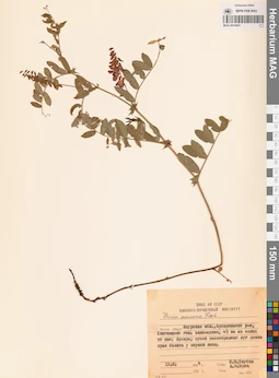 MAG 0010941