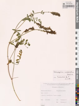 MAG 0010942