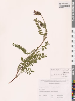 MAG 0010943