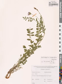 MAG 0010944