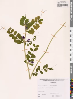 MAG 0011677