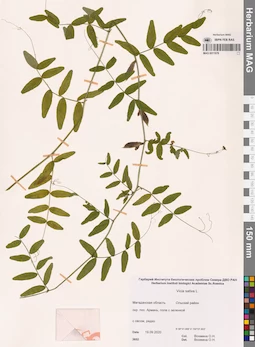 MAG 0011678