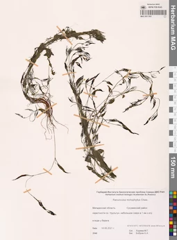 MAG 0011363